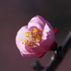 梅の花　2017年