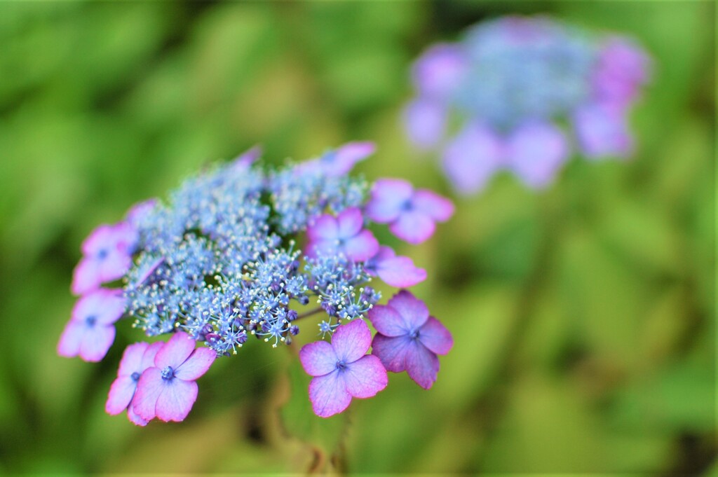 紫陽花　法安寺