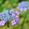 紫陽花　法安寺