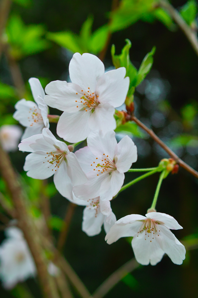 花言葉「高尚」