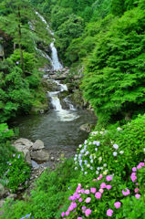 紫陽花と見帰の滝