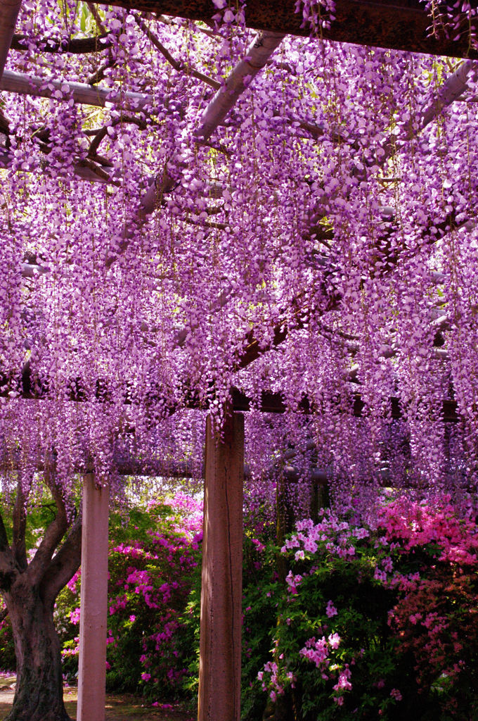 唐津城藤の花３