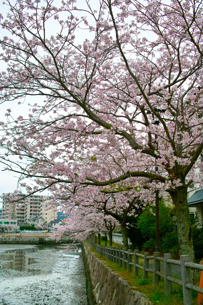 二の門の桜