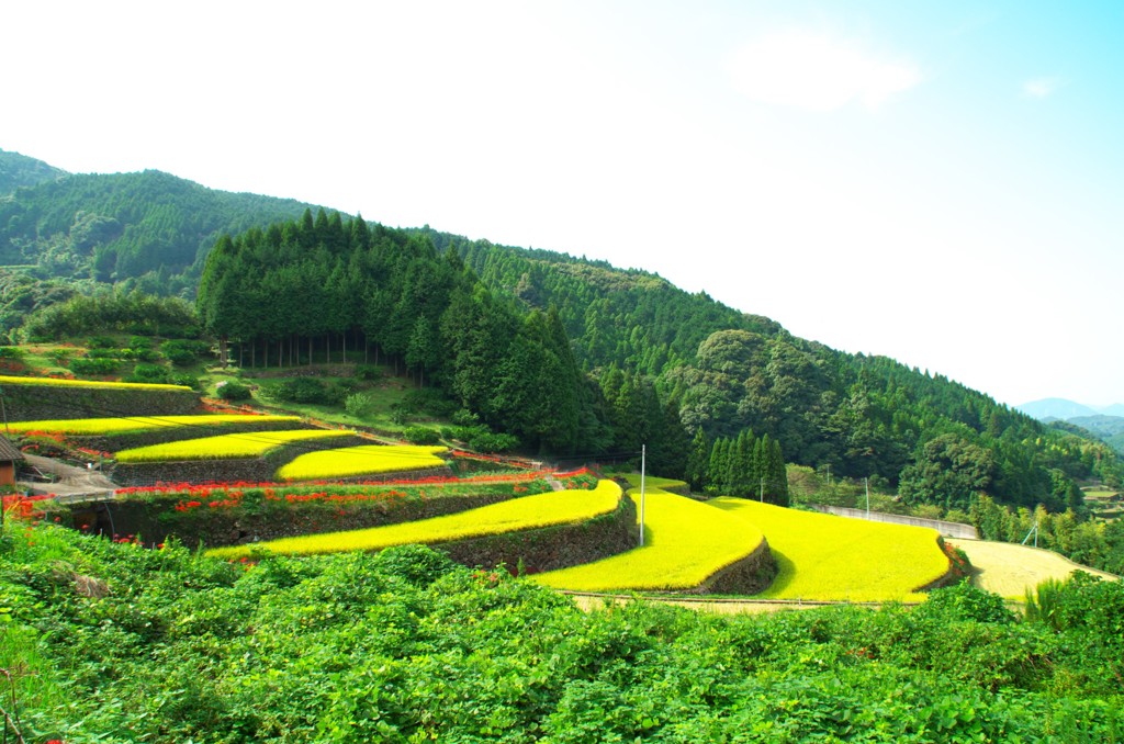 蕨野の棚田