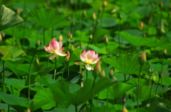 蓮の花