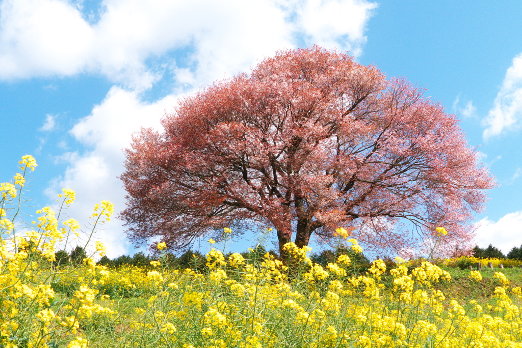 馬場の山桜