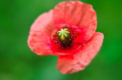 ナガミヒアンゲシ