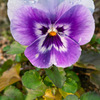 パンジー（３）
