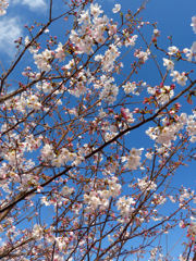 十月桜（吉野ヶ里）