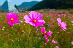 佐里温泉　コスモス