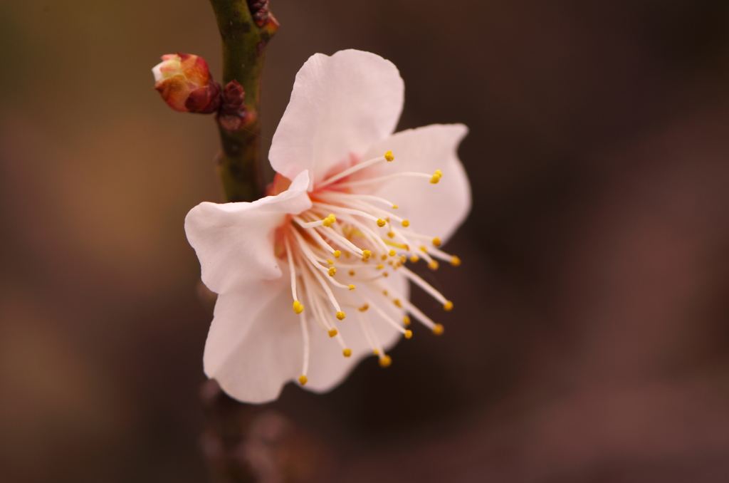 梅の花　2017年