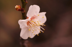 梅の花　2017年