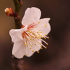 梅の花　2017年