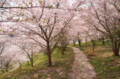 湊さくら丘公園