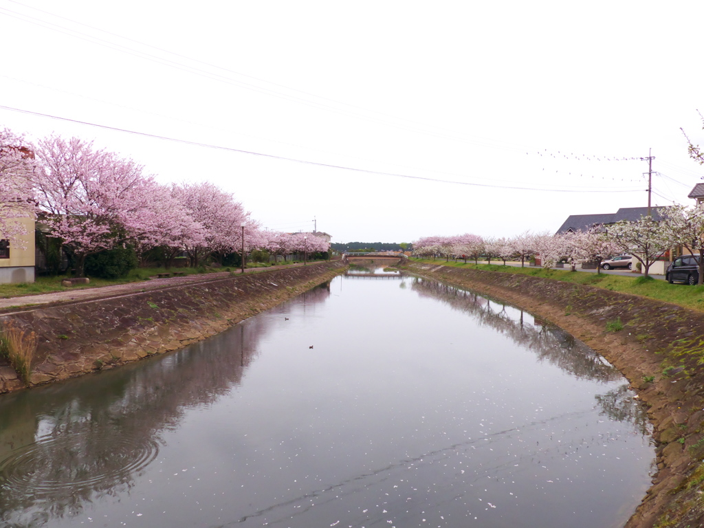 佐用姫岩の桜