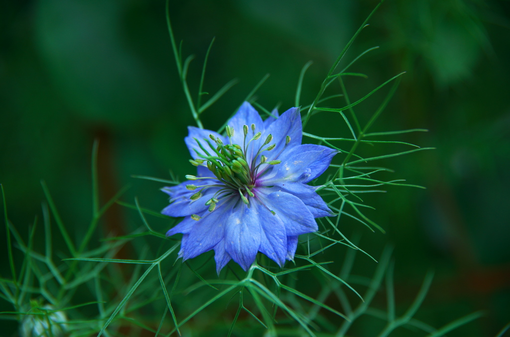 青い花