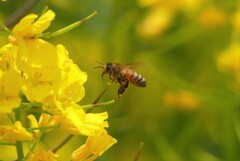 菜の花とミツバチ