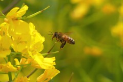 菜の花とミツバチ