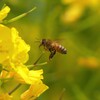 菜の花とミツバチ