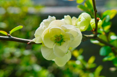GREEN　FLOWER