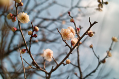 梅の花　2016