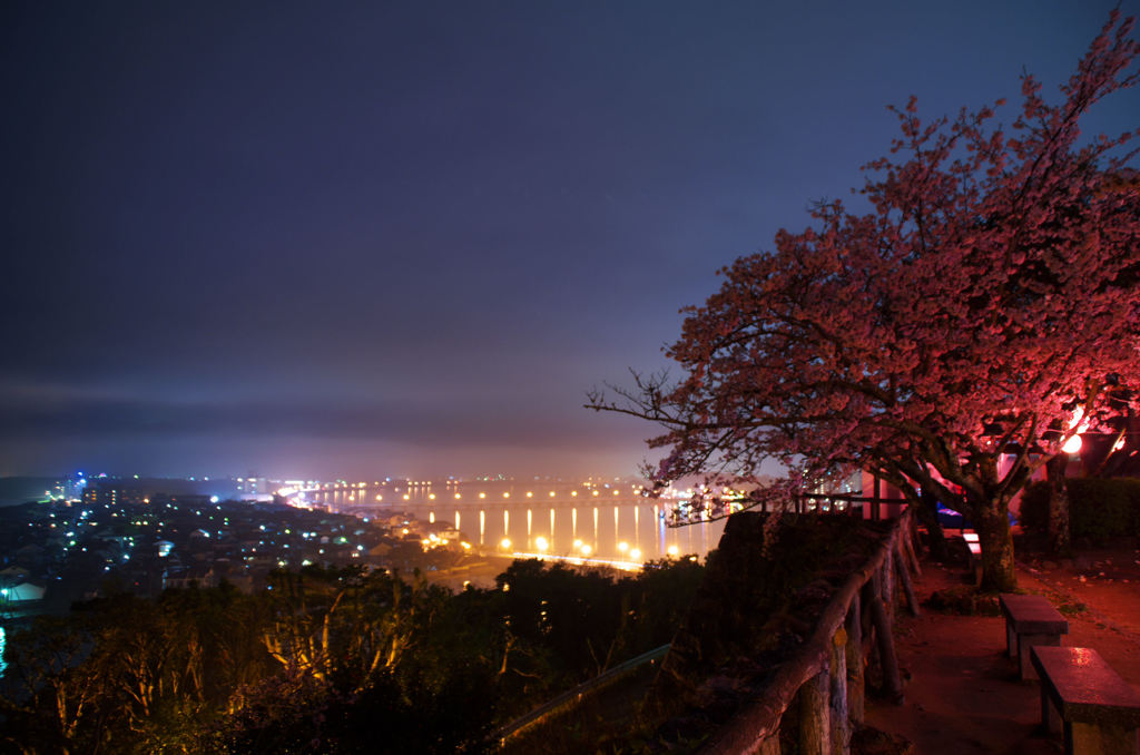 舞鶴公園　夜桜