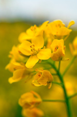 菜の花