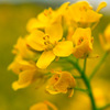 菜の花