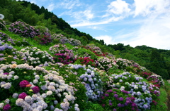 七山仁部　玉島川の紫陽花