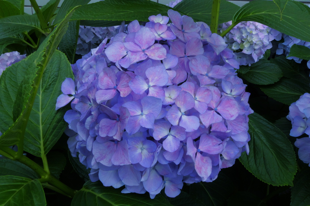 紫陽花