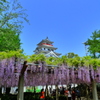 唐津城と藤の花