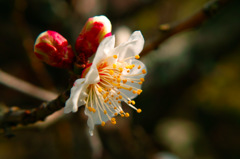 梅の花 2016