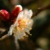 梅の花 2016