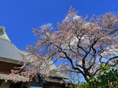 宝珠寺のヒメシダレザクラ