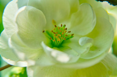 GREEN　FLOWER