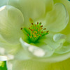 GREEN　FLOWER