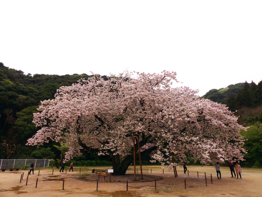 衣干百年桜