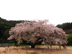 衣干百年桜