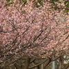 梅の花　2017年