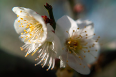 梅の花　2016