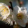 梅の花　2016