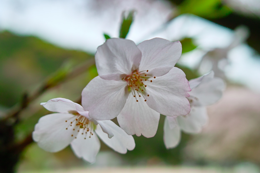 花言葉「淡泊」