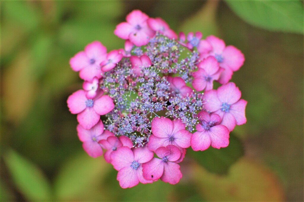 紫陽花　法安寺