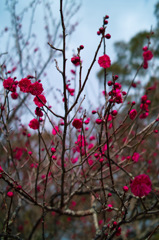 梅の花 2016　in　鏡神社