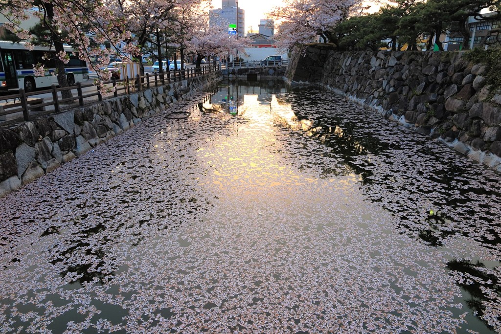 桜と夕日　唐津市役所前