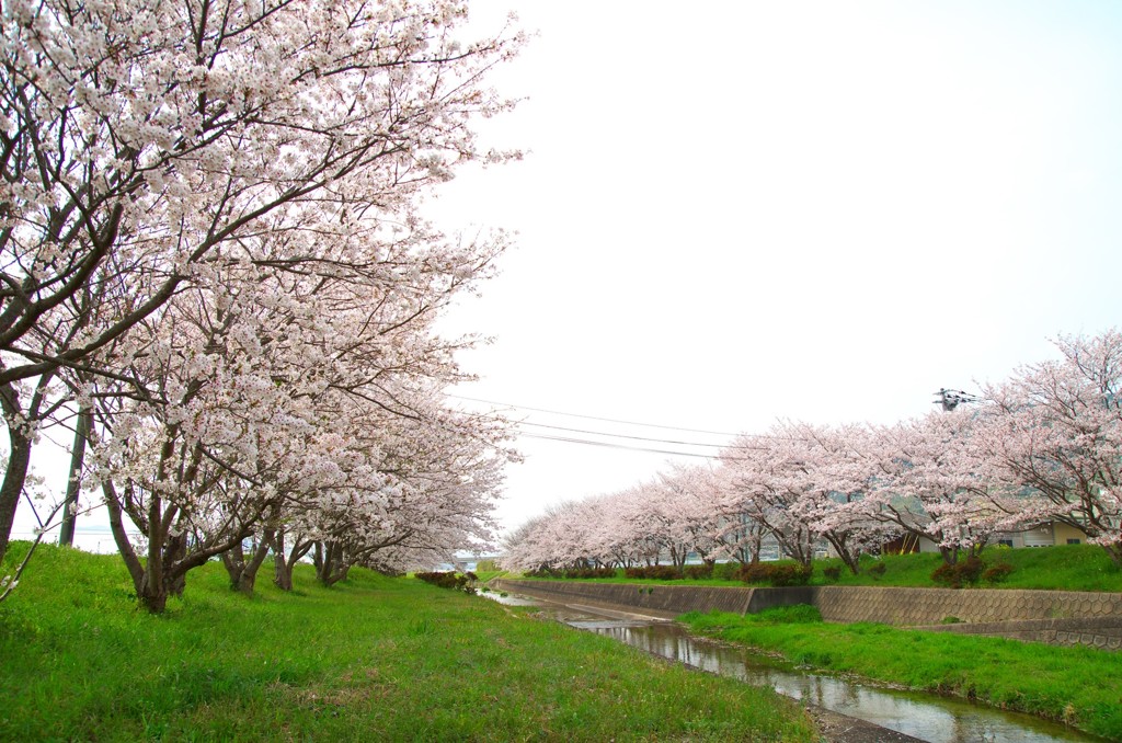 半田川の桜並木