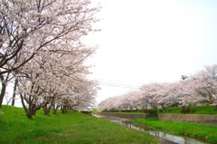 半田川の桜並木