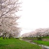 半田川の桜並木