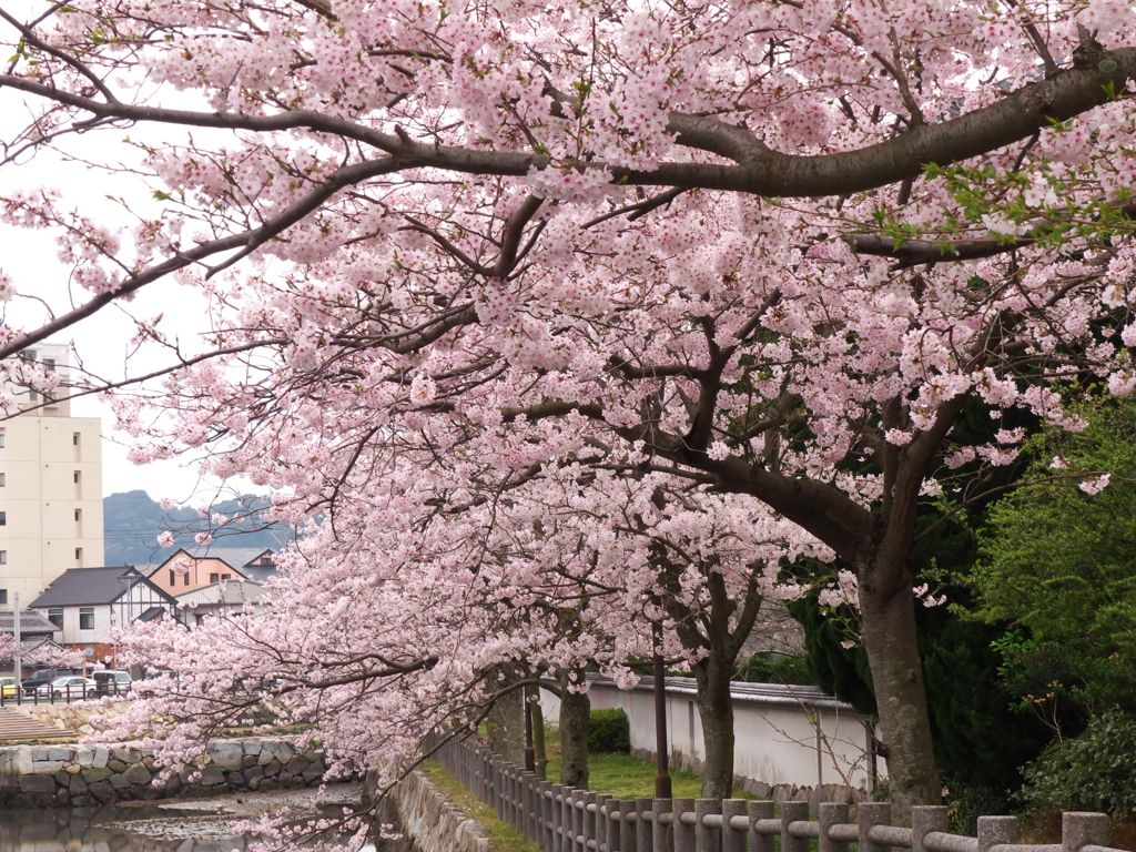 二の門の桜