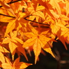 紅葉2014